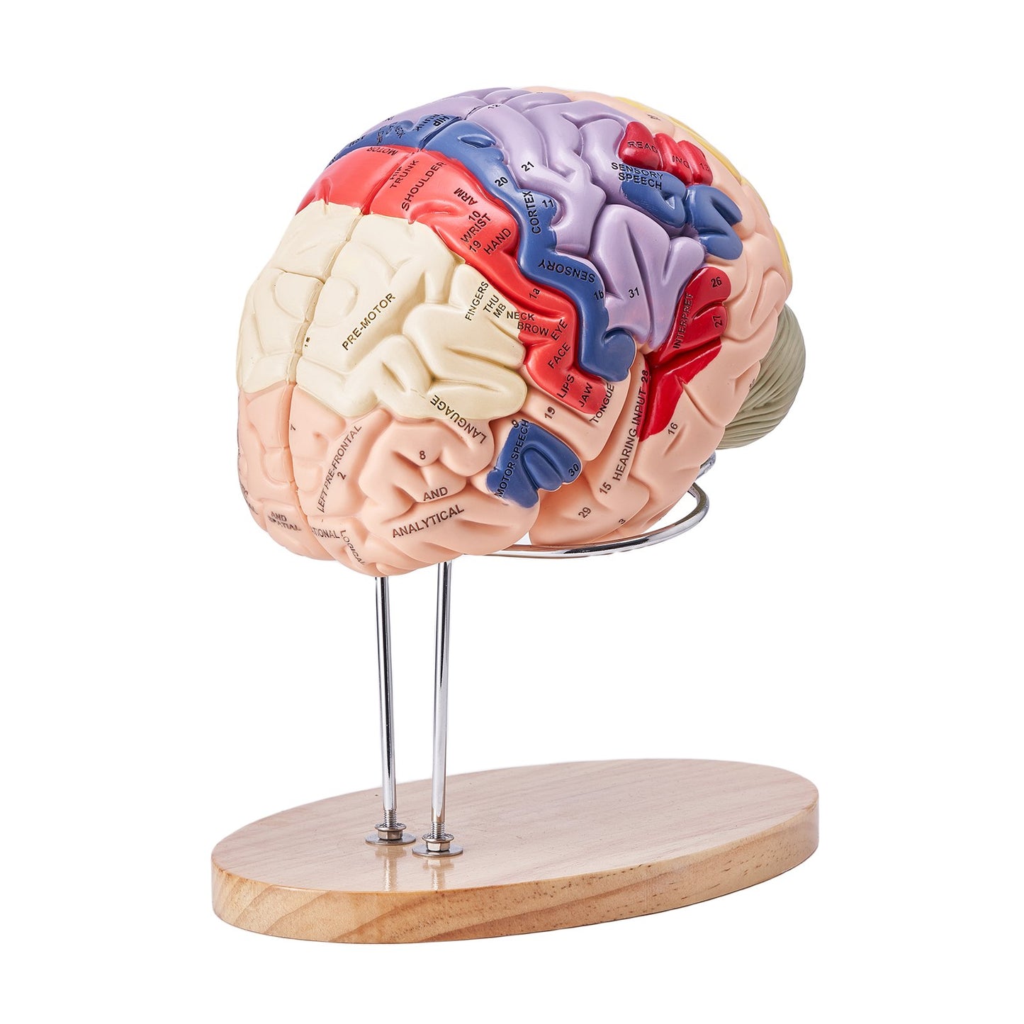 Human Brain Model Anatomy, 2X Life-Size 4-Part Human Brain Anatomical Model with Labels & Display Base, Color-Coded Detachable Brain Model for Science Research Teaching Learning Study Display