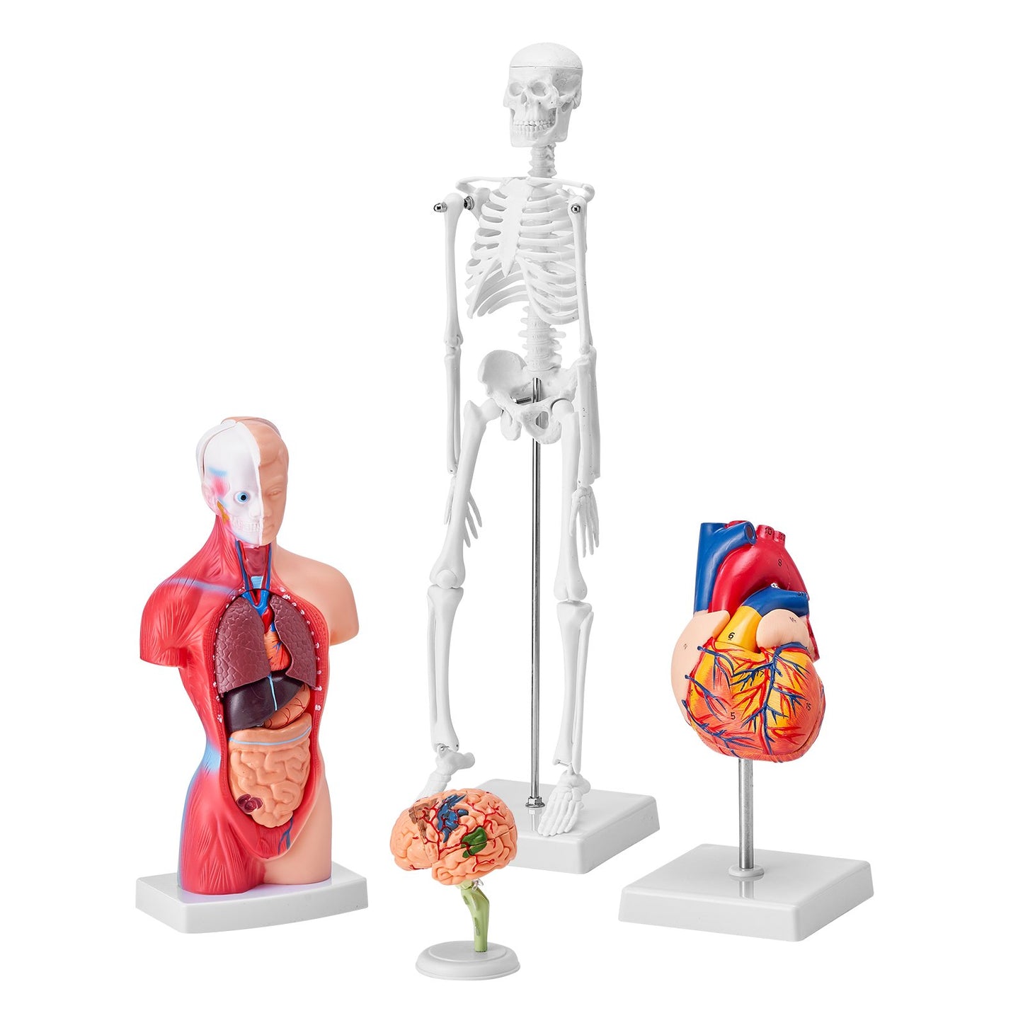 Human Anatomy Models Bundle Set, Brain, Human Torso Body, Heart, Skeleton Model Set of 4, Hands-on 3D Model Study Tools Teaching Models for Physiology Students or as Educational Kit for Kids