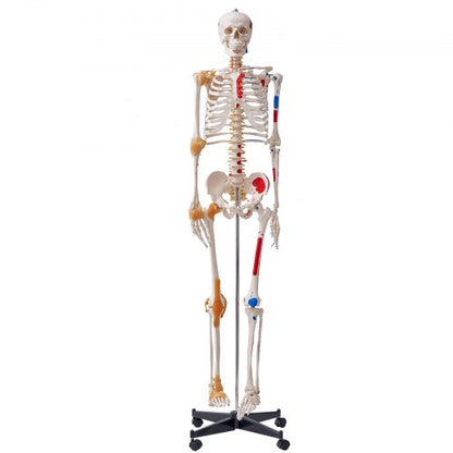 Human Skeleton Model for Anatomy, 1820 mm Life Size, Accurate PVC Anatomy Skeleton Model with Ligaments, Movable Arms, Legs & Jaw, with Muscle Origin & Insertion Points, for Professional Teaching