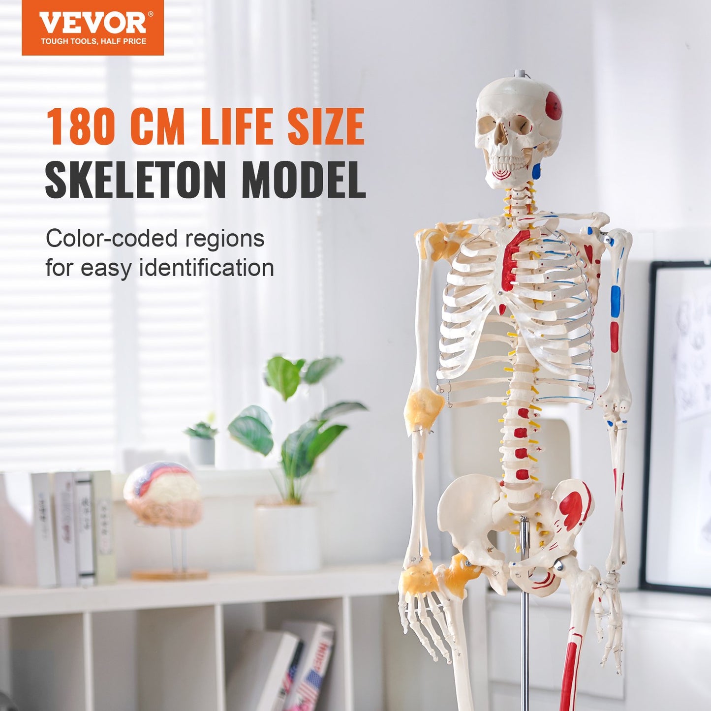 Human Skeleton Model for Anatomy, 1820 mm Life Size, Accurate PVC Anatomy Skeleton Model with Ligaments, Movable Arms, Legs & Jaw, with Muscle Origin & Insertion Points, for Professional Teaching