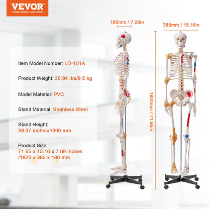 Human Skeleton Model for Anatomy, 1820 mm Life Size, Accurate PVC Anatomy Skeleton Model with Ligaments, Movable Arms, Legs & Jaw, with Muscle Origin & Insertion Points, for Professional Teaching