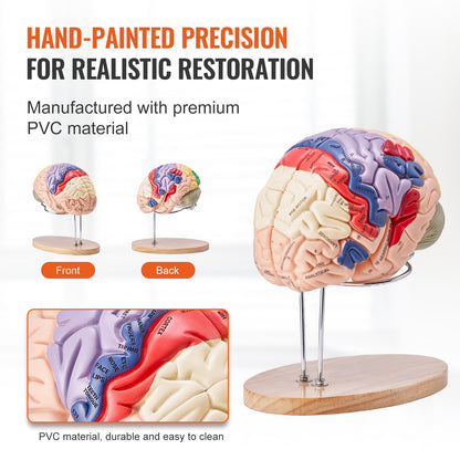 Human Brain Model Anatomy, 2X Life-Size 4-Part Human Brain Anatomical Model with Labels & Display Base, Color-Coded Detachable Brain Model for Science Research Teaching Learning Study Display