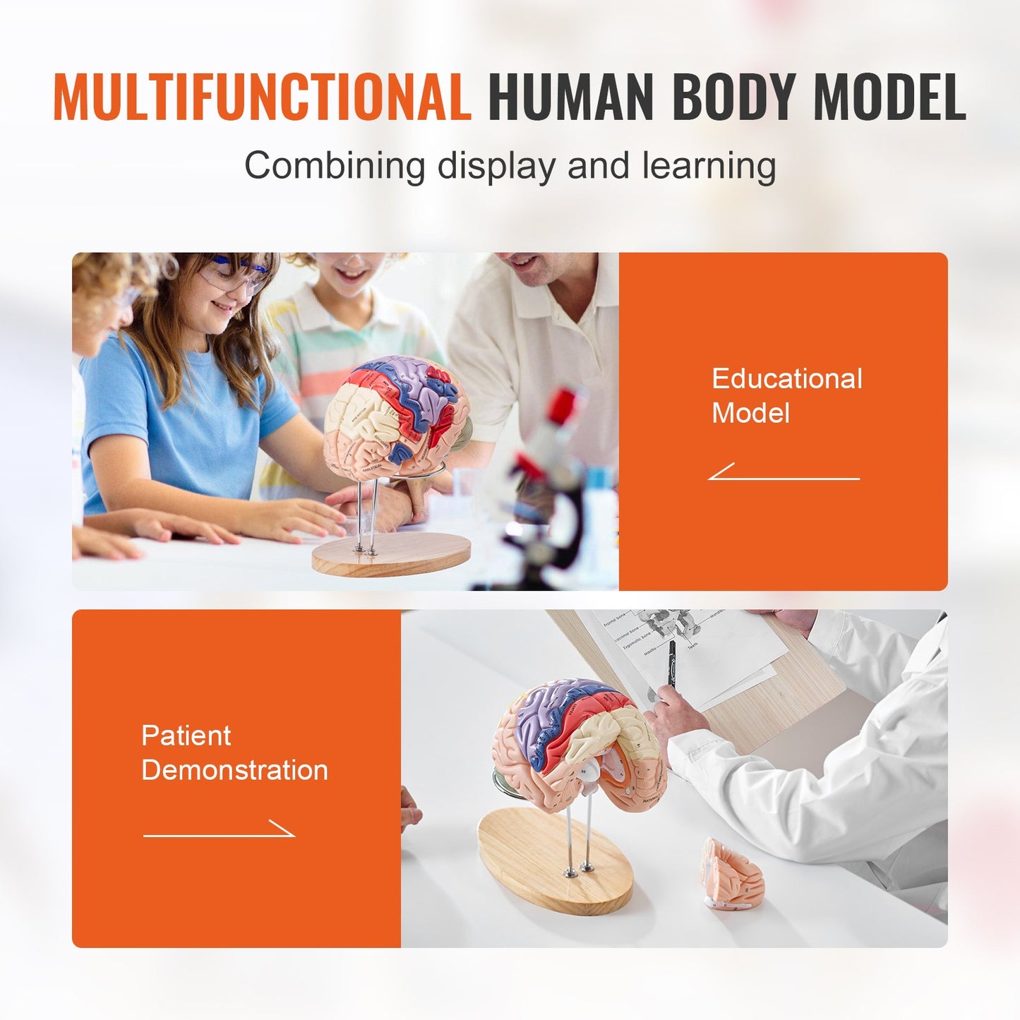 Human Brain Model Anatomy, 2X Life-Size 4-Part Human Brain Anatomical Model with Labels & Display Base, Color-Coded Detachable Brain Model for Science Research Teaching Learning Study Display