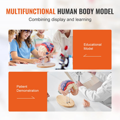 Human Brain Model Anatomy, 2X Life-Size 4-Part Human Brain Anatomical Model with Labels & Display Base, Color-Coded Detachable Brain Model for Science Research Teaching Learning Study Display