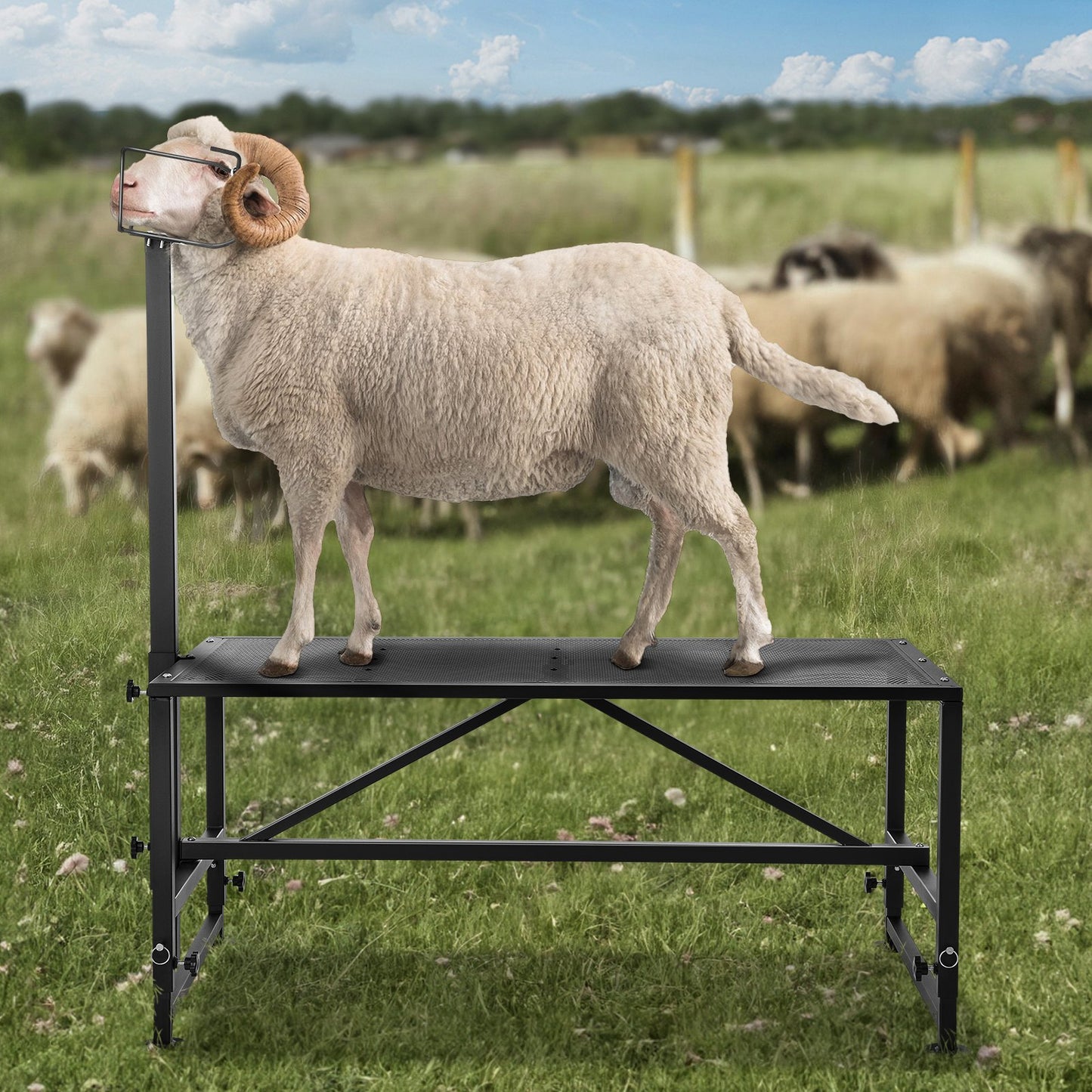 Goat & Sheep Stand, 51x23 inch Livestock Stand, Metal Livestock Milking and Shearing Stand 21" to 33" Adjustable Height, with Headpiece and Nose Loop, 500lbs Loading Weight, Black