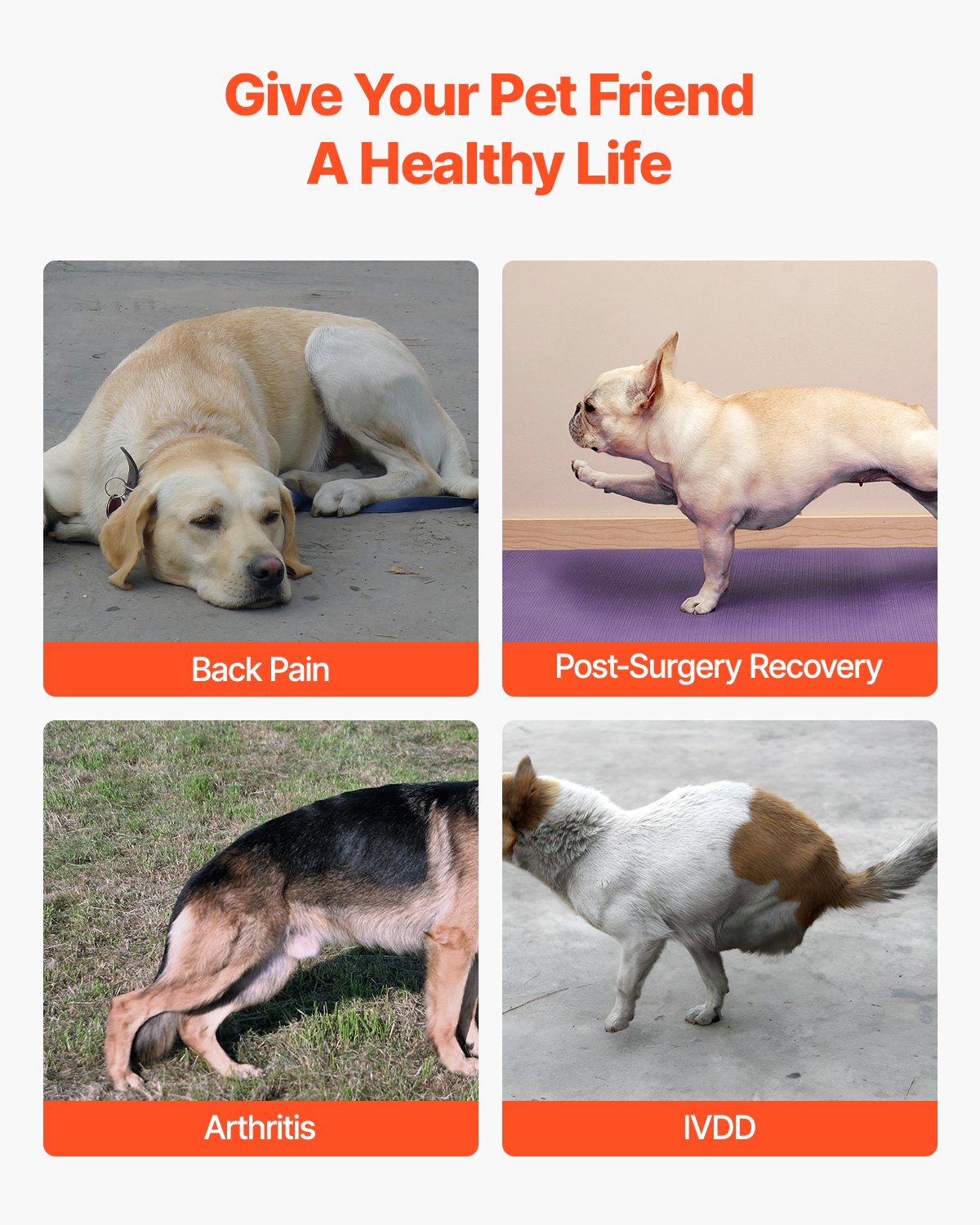 Ryggstöd för hundar vid intrauterin sjukdom, ortopediskt stöd för hundar, justerbart ryggstöd med reflekterande kant, ryggradsstöd för hundar för smärtlindring, sele för ryggstöd före och efter operation